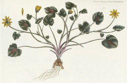 Chelidonia rotundifolia minor (Lesser Celandine)