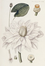 Nymphaea alba (European White Water Lily)