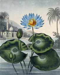 The Blue Egyptian Water Lily, from Temple of Flora