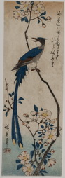 Male Black Flycatcher, c. 1830s