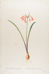 Cyrtanthus Angustifolius, Plate 388 from Les Liliacees