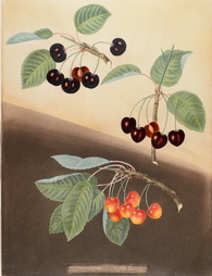 Tradescant Cherry, Millet's Duke, Amber Heart Cherry, Plate XI from Pomona
