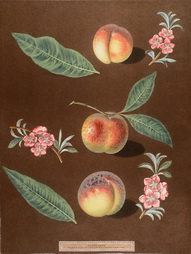 Early Newington Peach, Buckinghamshire Mignonne, Plate XXVIII from Pomona Britannica