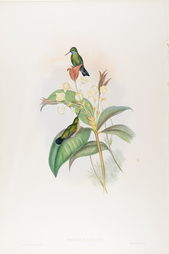 Eucephala Caerulea, from A Monograph of the Trochilidae (Family of Hummingbirds)