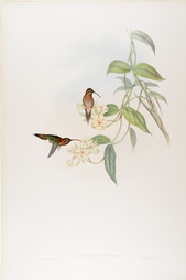 Phaethornis Obscura, from A Monograph of the Trochilidae (Family of Hummingbirds)