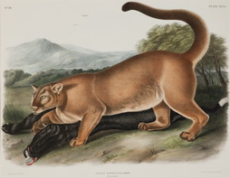 Felis Concolor, Linn ( The Cougar Male), plate 96 from The Viviparous Quadrupeds of North America