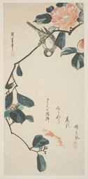 Pink Camellia Blossoms And Oriental Bullfinch