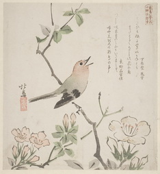 A Bird Singing While Perched Upon A Branch Of  A Shrub