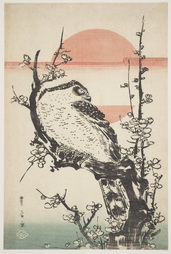 Nothern Goshawk In A Blooming Plum Tree