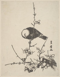 A White-Headed Bird Clinging To A Flower-Landen Branch Of A Plum Tree