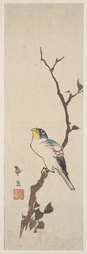 An Unidentified Bird On A Branch Of a Tree