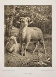 Ram and Ewe