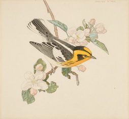 Blackburnian Warbler and Apple Blossoms