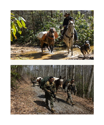 31 - Combat Logistics Battalion 8 Animal Handler and Packer Course