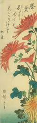 Chrysanthemums, mid 1840's