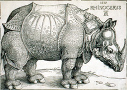 The Rhinoceros