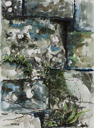 Lichens, Moses And Ferns