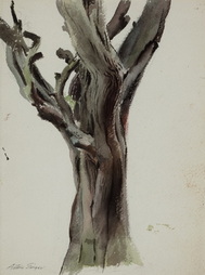 Old Oak Tree