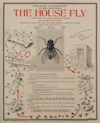 The House Fly