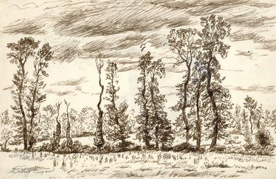 Typical Normandy Trees and Hedgerows, Ecrammeville June 1944