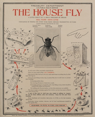 The House Fly