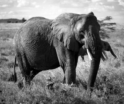 Tarangire National Park, Tanzania