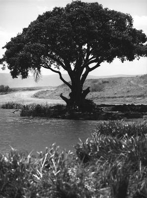 The Serengeti, Tanzania