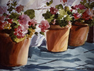 Geraniums in Sunlight