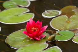 Lily Pad