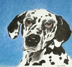 Blue Dalmation