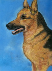 German Shepard