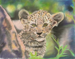 Leopard Cub