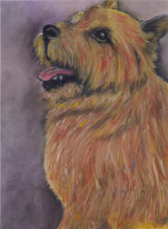 Norwich Terrier