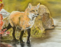 Red Fox In River
