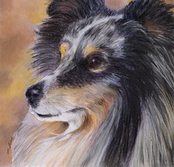 Sheltie