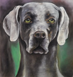 Weimaraner