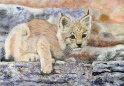 Young Lynx