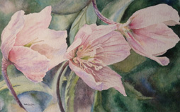 Hellebores