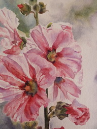 Hollyhocks