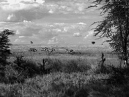 The Serengeti, Tanzania