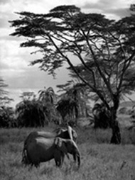 Ngorongoro Park, Tanzania