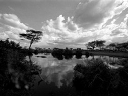 Hippo Pond, The Serengeti