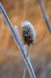 Cattaili in Frost