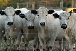 Curious Cows