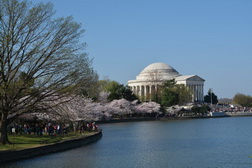 Cherry Blossoms