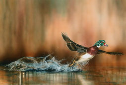 Wood Duck