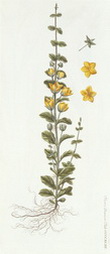 Nummularia major lutes (Moneywort)