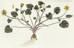 Chelidonia rotundifolia minor (Lesser Celandine)