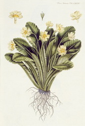 Primula veris (Cowslip)