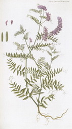 Vieia multiflora (Many-flowered Vetch)